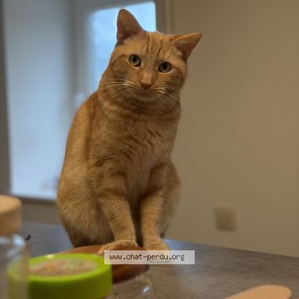 Foto van vermiste kat in Sainte Marie Sur Semois