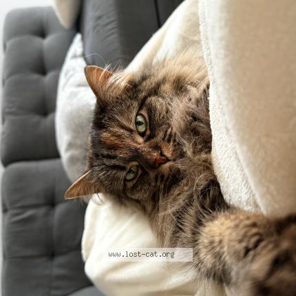 Photo 1/1 Aries Chat lost in Houston