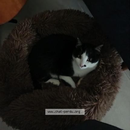 Photo 1/1 Pépito Chat lost in Lherm