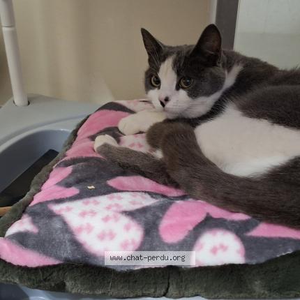 Photo 1/1 Violette Chat lost in Magescq