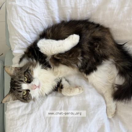 Photo 1/1 Minettes Chat lost in Pins justaret