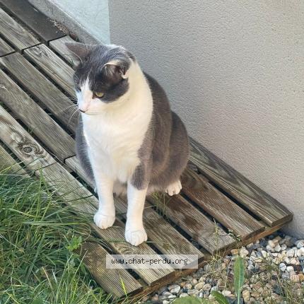 Photo 1/1 Mimi Chat lost in Trelaze