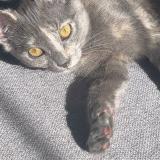 Picture of cat lost at Goussainville