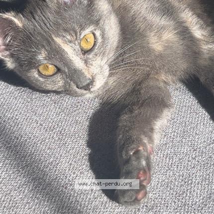 Photo 1/1 Cat reunited Lost in Goussainville