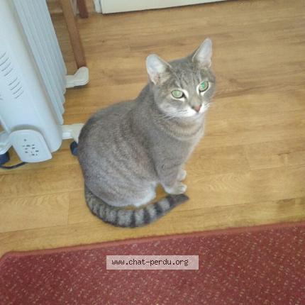 Photo 1/1 Bounty Chat lost in Vinon sur verdon