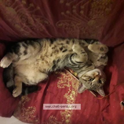 Photo 1/1 Maïco Chat lost in Artannes sur indre