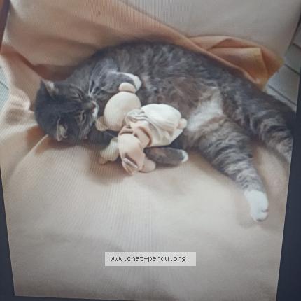 Photo 1/1 Gribouille Chat lost in Bournos