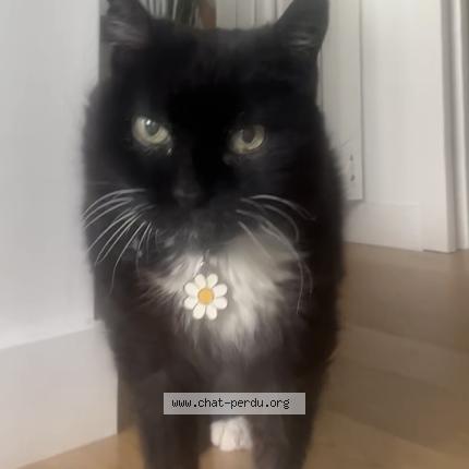 Photo 1/1 Beltza Chat lost in Anglet