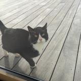 Picture of cat found at Le Pallet