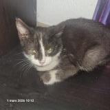 Picture of cat found at Tocane Saint Apre