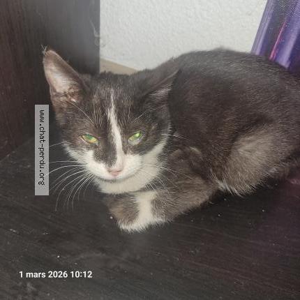 Photo 1/1 Found cat Found in Tocane saint apre