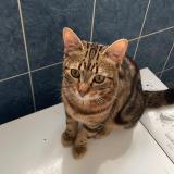 Picture of cat lost at Garches