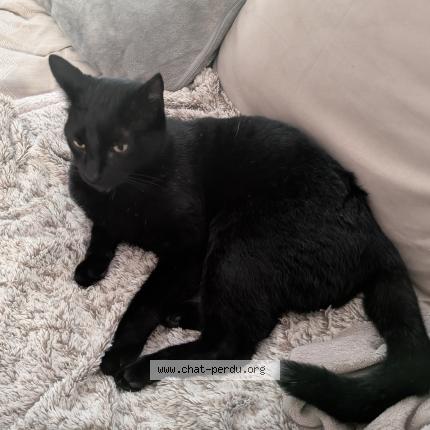 Photo 1/1 Willow Chat lost in Nantes