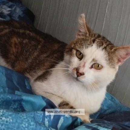 Photo 1/1 Paillette Chat lost in Bellefontaine