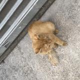 Picture of cat found at Paris