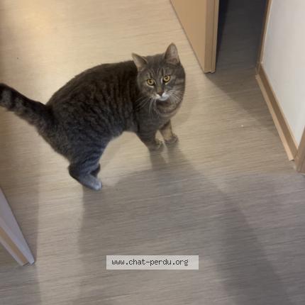 Photo 1/1 Manouche Chat lost in Tourcoing