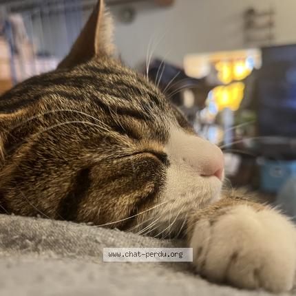 Photo 1/1 Glu Chat lost in Richerenches