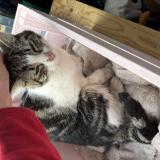 Picture of cat found at Bodeaux