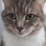 Picture of cat lost at Locmiquelic