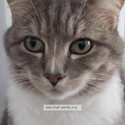 Photo 1/1 L&eacute;on Chat lost in Locmiquelic