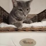 Picture of cat lost at La Frette