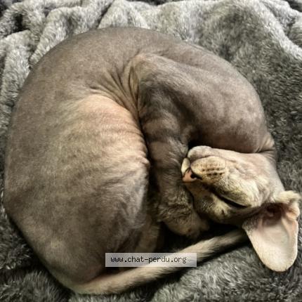 Photo 1/1 Cuirette Chat lost in Montreal