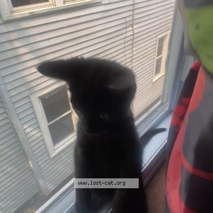 Photo 1/1 Midnight Chat lost in New york