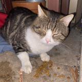 Picture of cat found at Montpellier