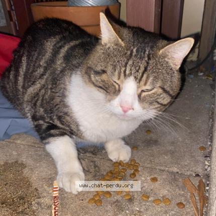 Photo 1/1 Found cat Found in Montpellier