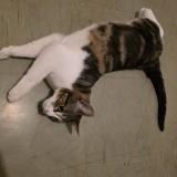 Picture of cat found at Pau