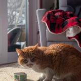 Picture of cat found at Longueuil