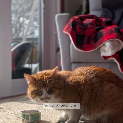 Photo 1/1 Found cat Found in Longueuil