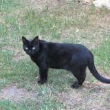 Picture of cat lost at Arnage