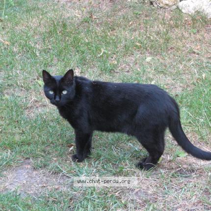 Photo 1/1 Hue Marc Chat lost in Arnage