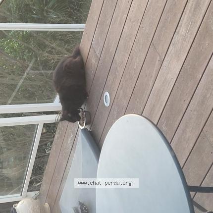 Photo 1/1 Found cat Found in Tarbes