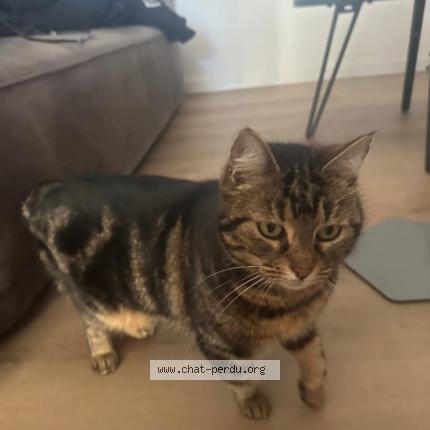 Photo 1/1 Found cat Found in Chateauroux