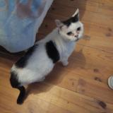 Picture of cat found at Demu