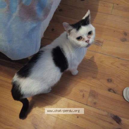 Photo 1/1 Cat reunited Found in Demu