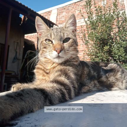 Photo 1/1 TITO Chat lost in Villa albertina homero arzulea