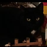 Picture of cat lost at Plestan