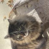 Picture of cat lost at Montberon