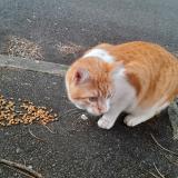 Picture of cat found at Pontault Combault