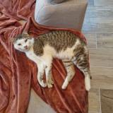 Picture of cat lost at Sainte Sigolene