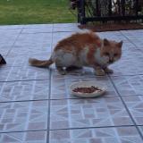 Picture of cat found at Meaux