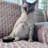 Picture of cat lost at Perpignan