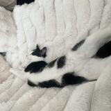 Picture of cat lost at Braine L Alleud