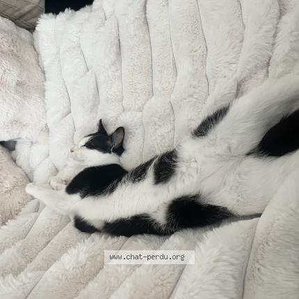 Photo 1/1 Chanel Chat lost in Braine l alleud