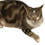 Picture of cat lost at Saint Hilaire Le Grand