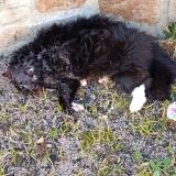 Picture of cat found at La Coquille