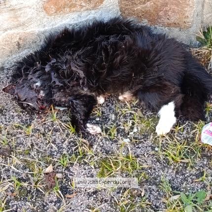 Photo 1/1 Found cat Found in La coquille